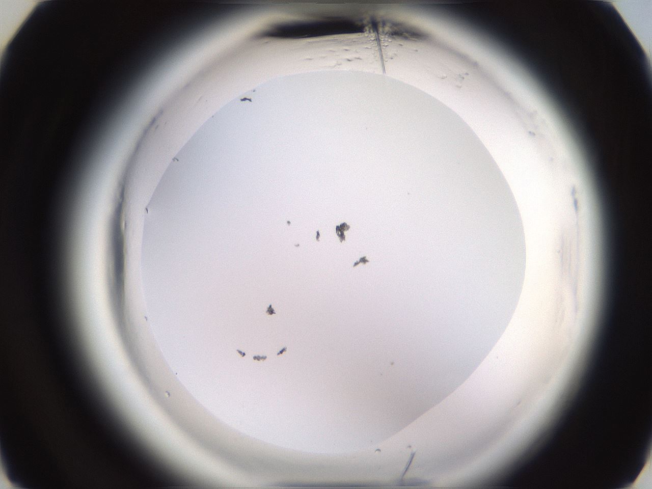 folderID590_plateID2590_batchID13170_wellNum29_profileID1_d3_r201119_ef.jpg