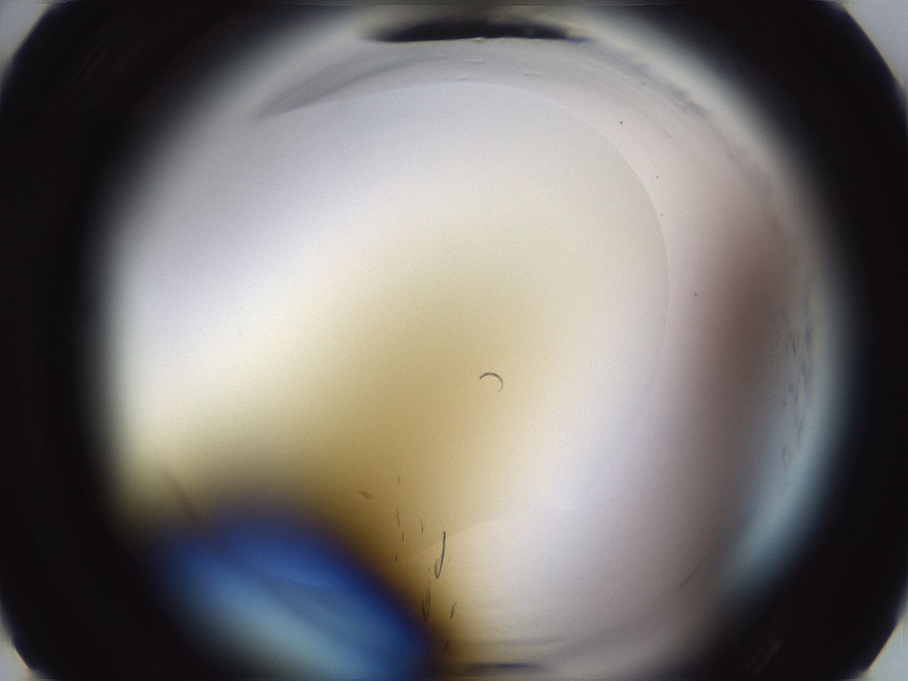 folderID590_plateID2590_batchID13170_wellNum2_profileID1_d1_r201036_ef.jpg