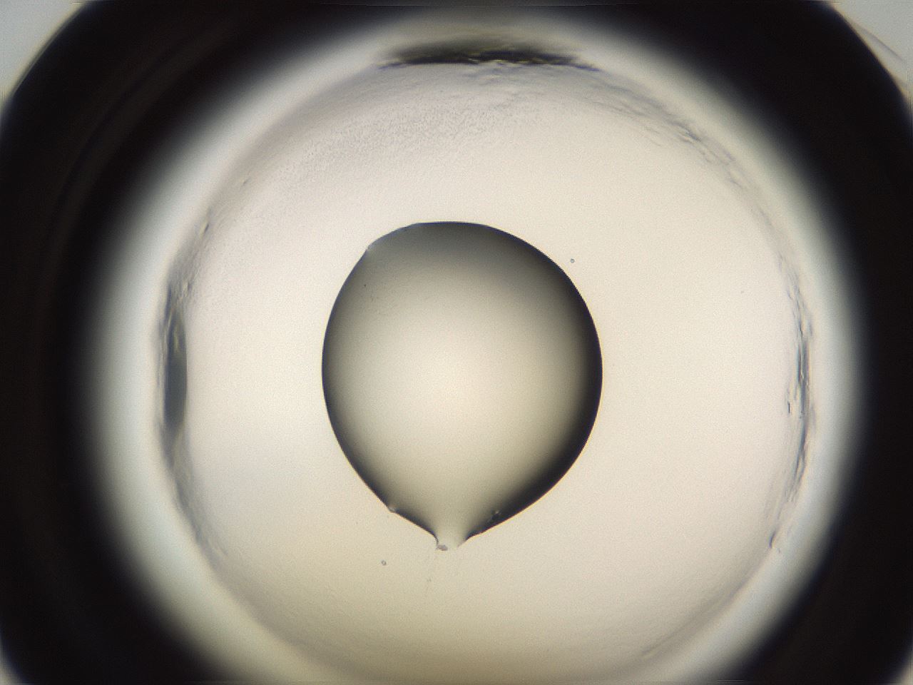 folderID590_plateID2590_batchID13170_wellNum35_profileID1_d1_r201135_ef.jpg