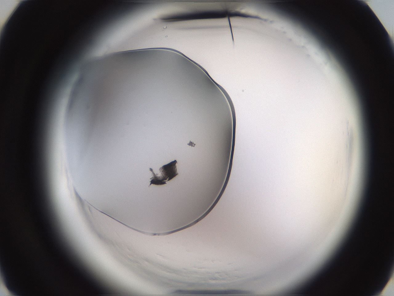 folderID590_plateID2590_batchID13170_wellNum4_profileID1_d3_r201044_ef.jpg