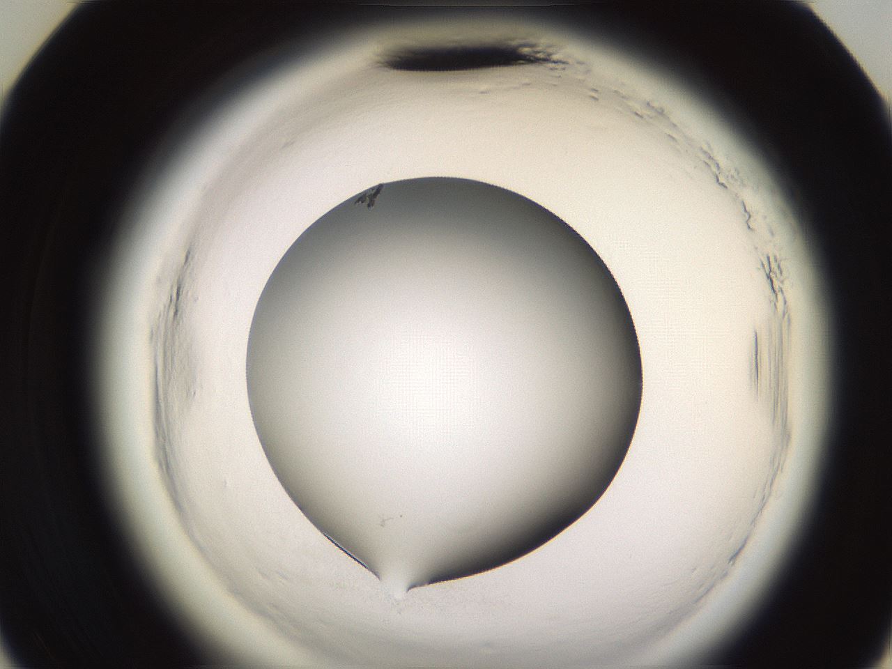folderID590_plateID2590_batchID13170_wellNum35_profileID1_d3_r201137_ef.jpg
