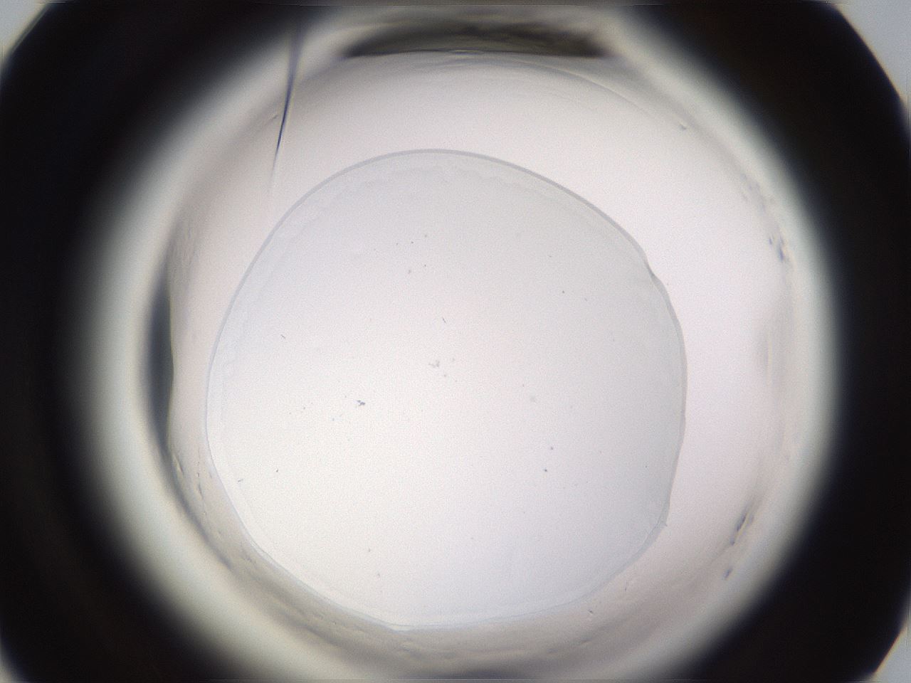 folderID590_plateID2590_batchID13170_wellNum65_profileID1_d1_r201225_ef.jpg