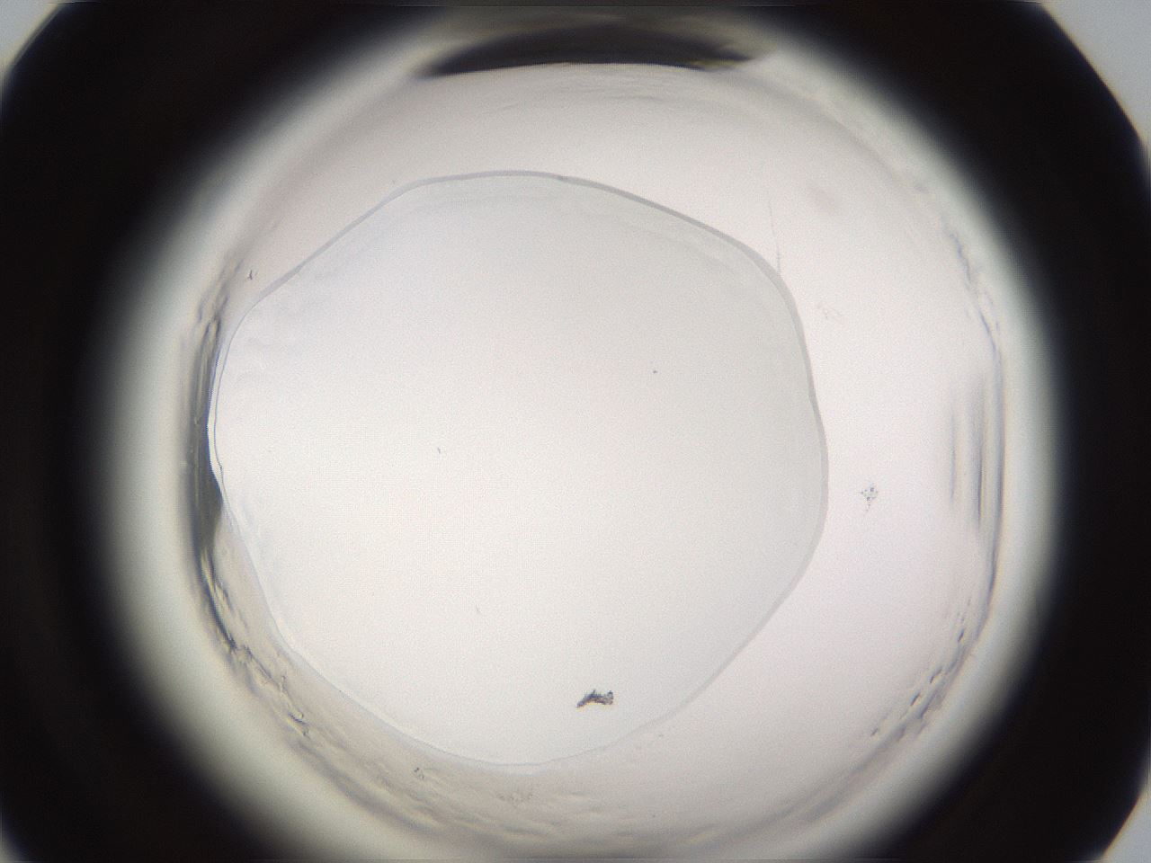 folderID590_plateID2590_batchID13170_wellNum67_profileID1_d1_r201231_ef.jpg