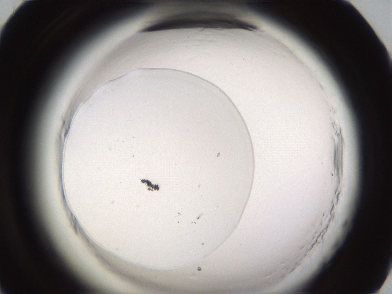 folderID590_plateID2590_batchID13170_wellNum70_profileID1_d1_r201240_ef.jpg
