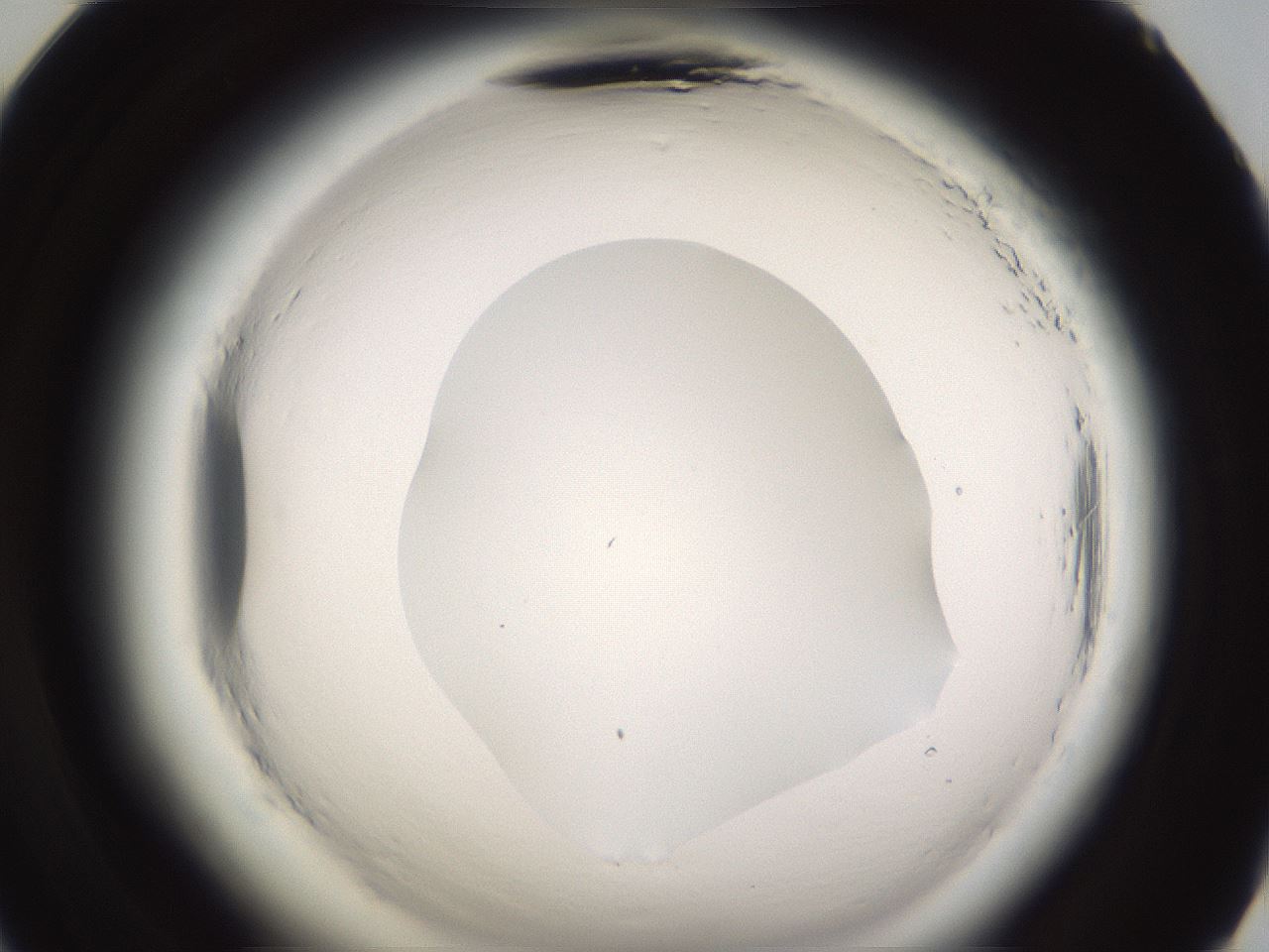 folderID590_plateID2590_batchID13170_wellNum71_profileID1_d2_r201244_ef.jpg