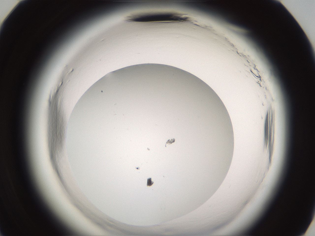 folderID590_plateID2590_batchID13170_wellNum71_profileID1_d3_r201245_ef.jpg