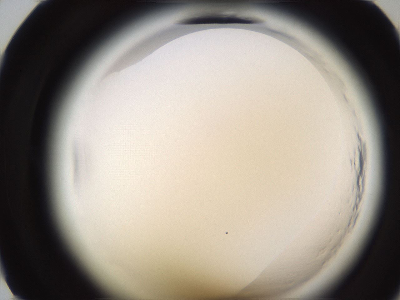 folderID591_plateID2591_batchID13174_wellNum12_profileID1_d1_r202218_ef.jpg