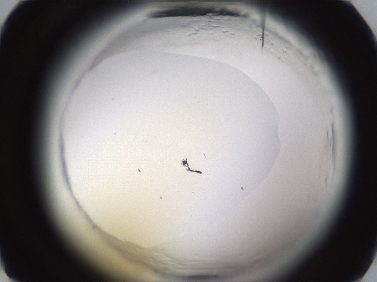 folderID591_plateID2591_batchID13174_wellNum13_profileID1_d1_r202221_ef.jpg