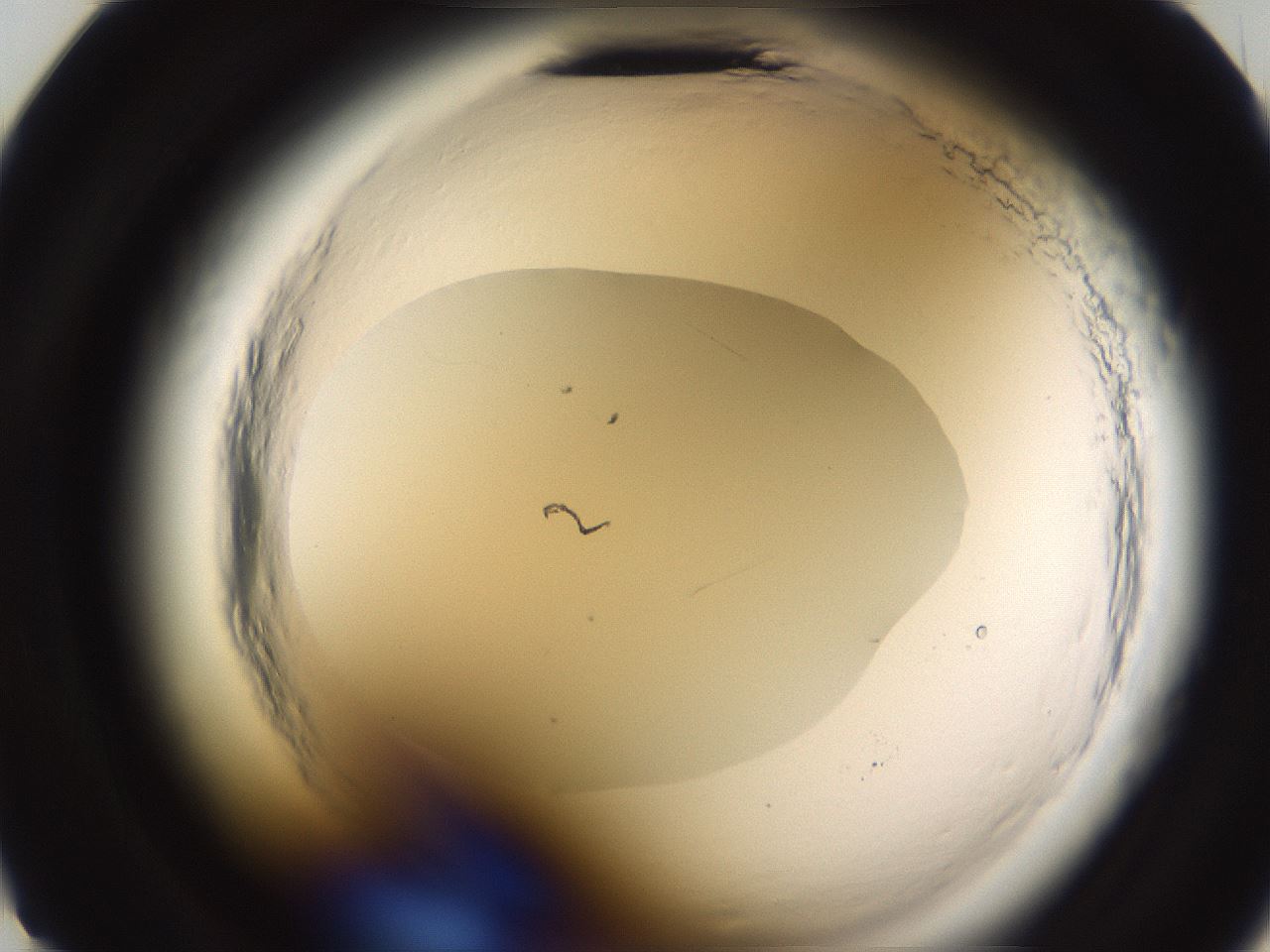 folderID591_plateID2591_batchID13174_wellNum23_profileID1_d2_r202252_ef.jpg