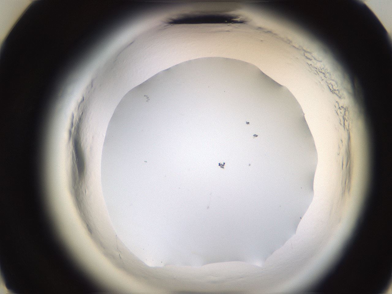 folderID591_plateID2591_batchID13174_wellNum23_profileID1_d3_r202253_ef.jpg