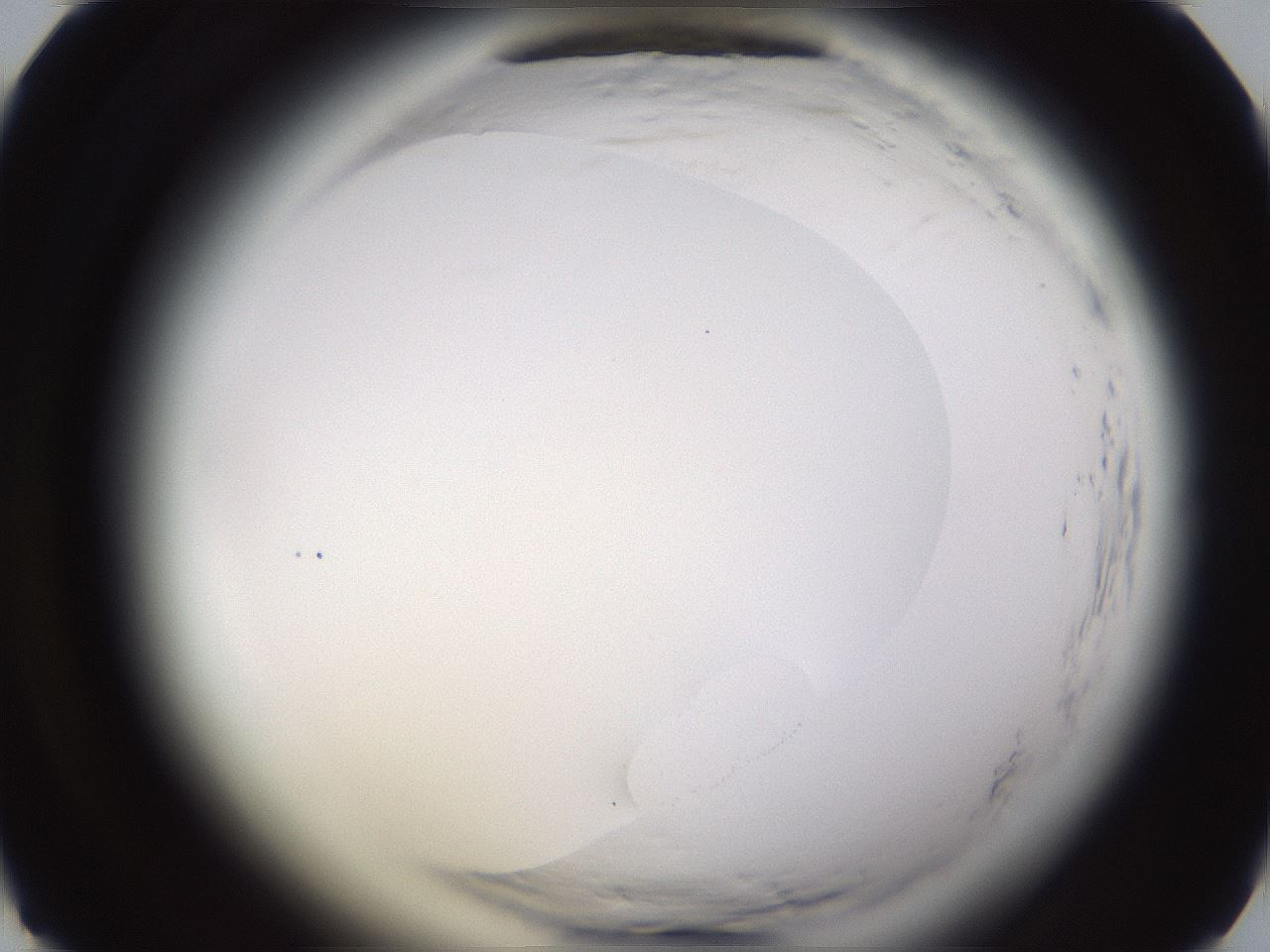 folderID591_plateID2591_batchID13174_wellNum25_profileID1_d1_r202257_ef.jpg
