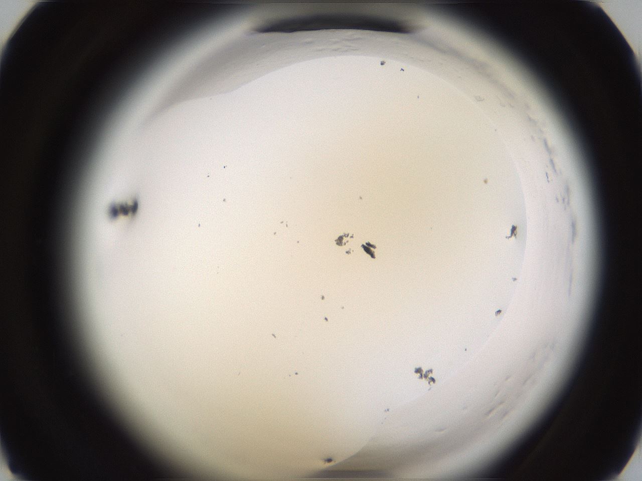 folderID591_plateID2591_batchID13174_wellNum27_profileID1_d1_r202263_ef.jpg