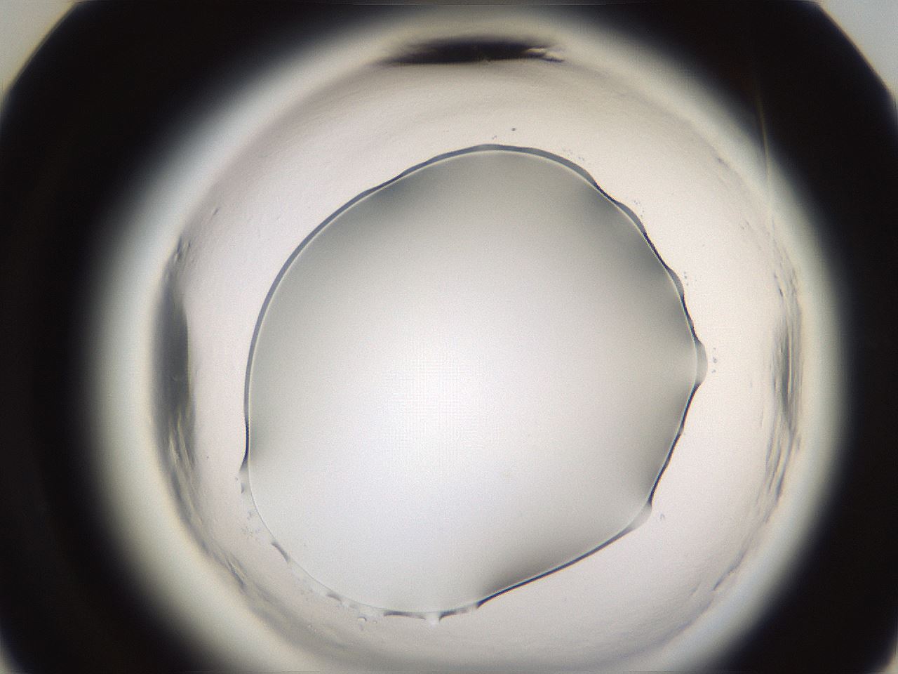 folderID591_plateID2591_batchID13174_wellNum36_profileID1_d3_r202292_ef.jpg