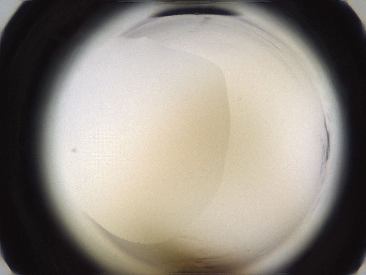 folderID591_plateID2591_batchID13174_wellNum7_profileID1_d1_r202203_ef.jpg