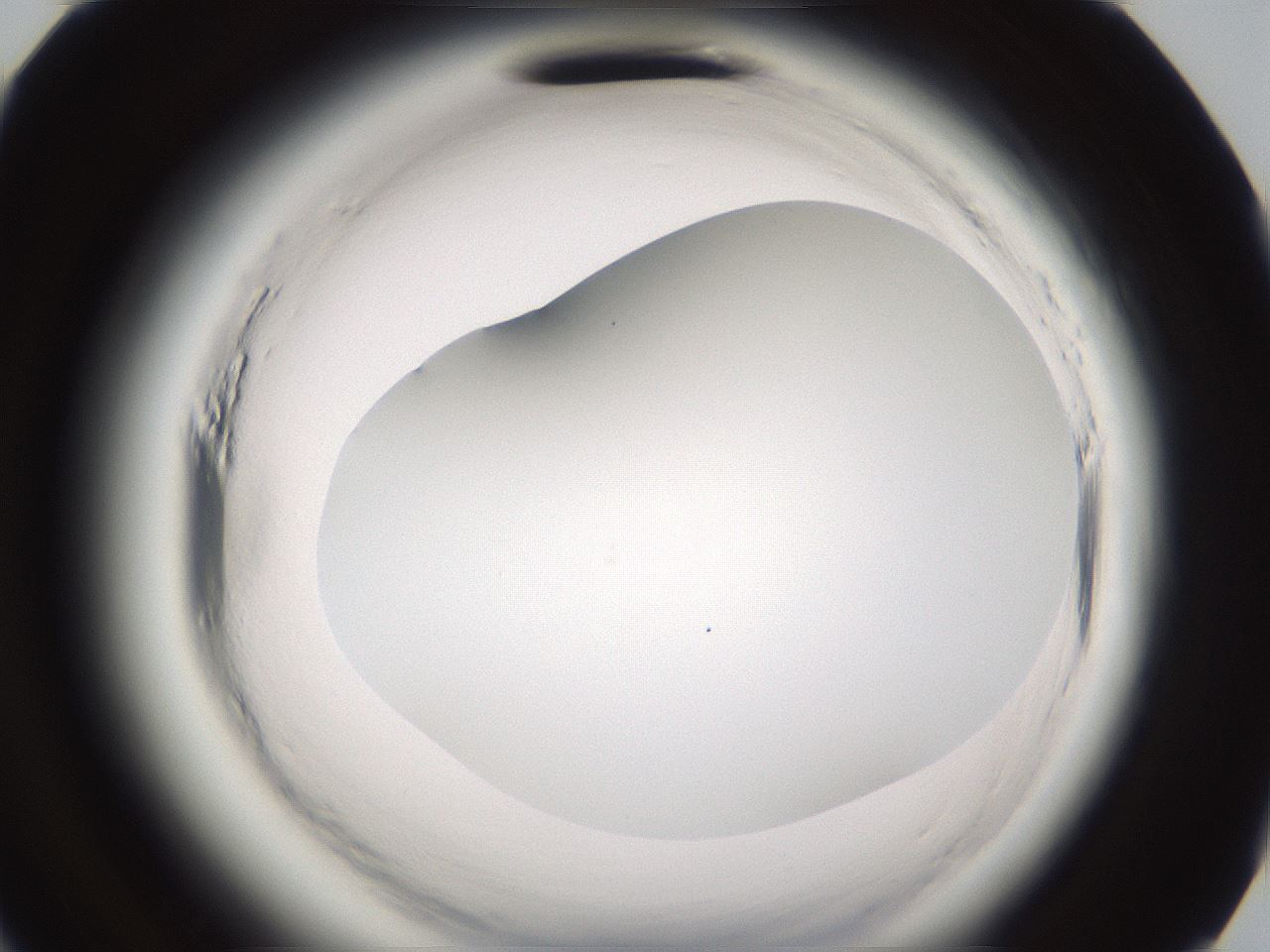 folderID591_plateID2591_batchID13174_wellNum95_profileID1_d3_r202469_ef.jpg