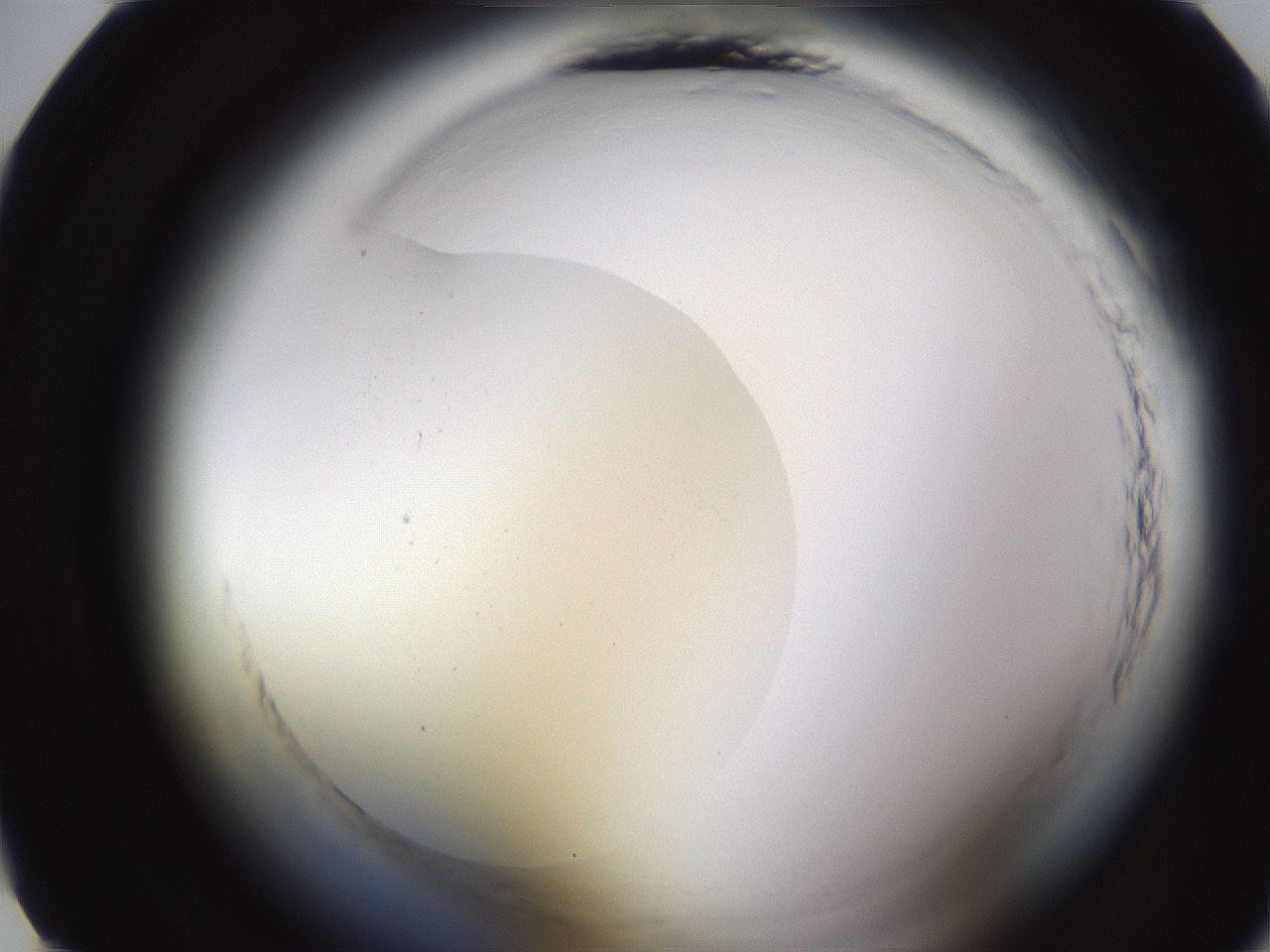 folderID592_plateID2592_batchID13178_wellNum10_profileID1_d1_r203077_ef.jpg