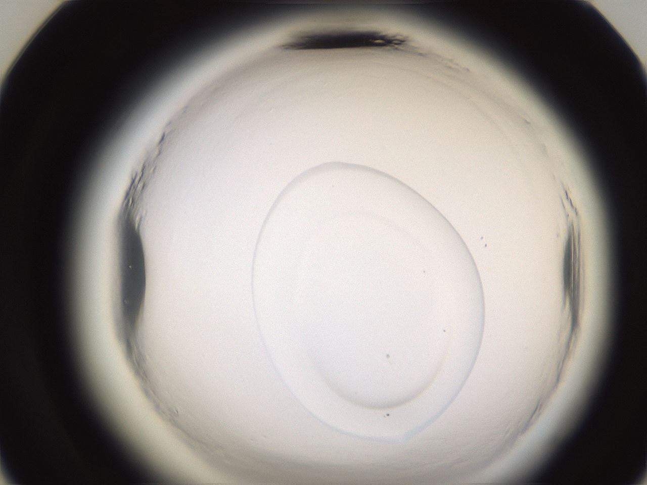 folderID592_plateID2592_batchID13178_wellNum24_profileID1_d3_r203121_ef.jpg