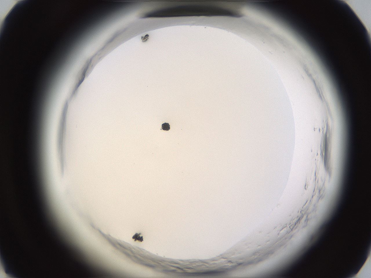 folderID592_plateID2592_batchID13178_wellNum49_profileID1_d1_r203194_ef.jpg