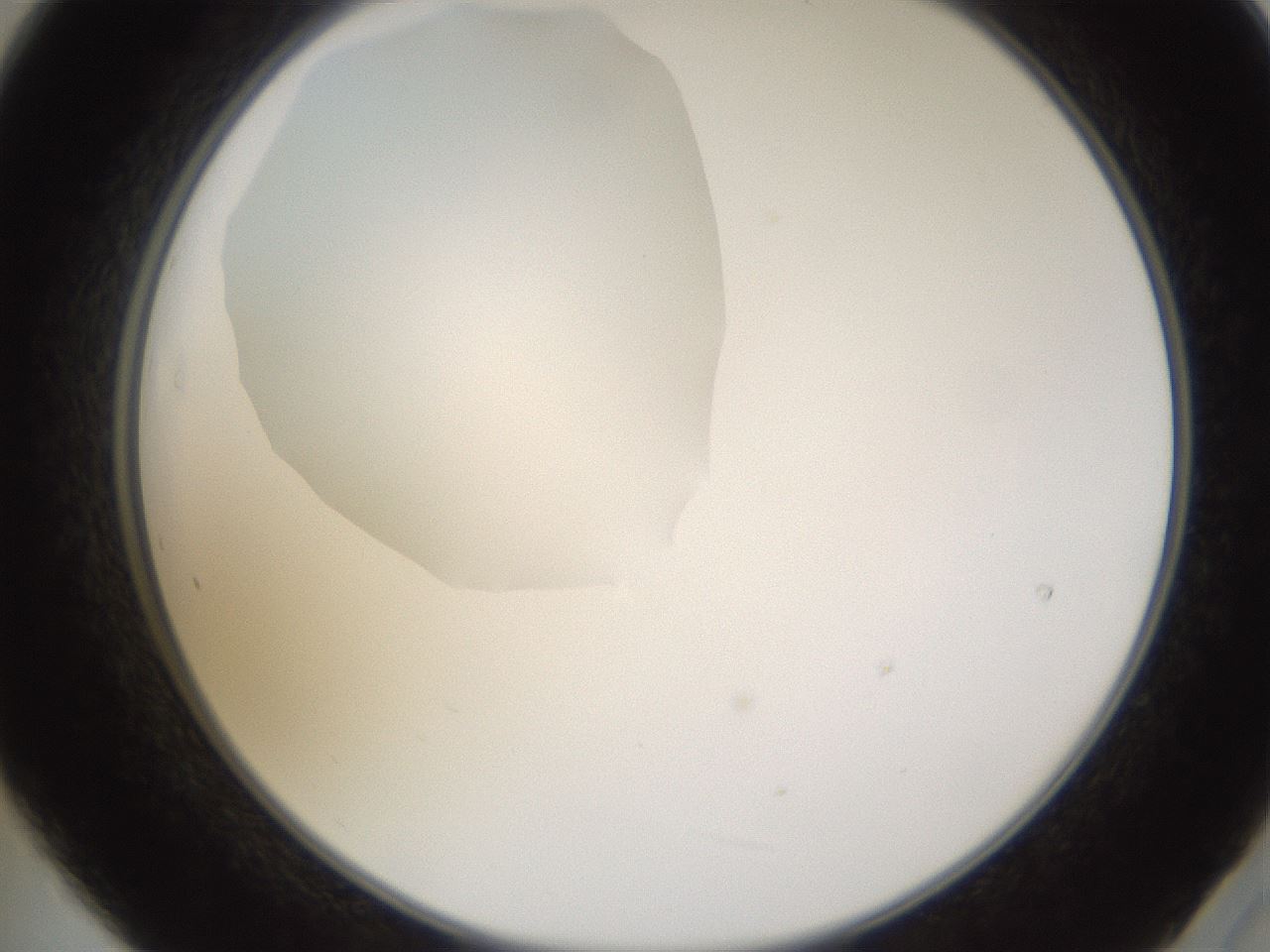 folderID593_plateID1593_batchID6726_wellNum21_profileID1_d2_r105629_ef.jpg