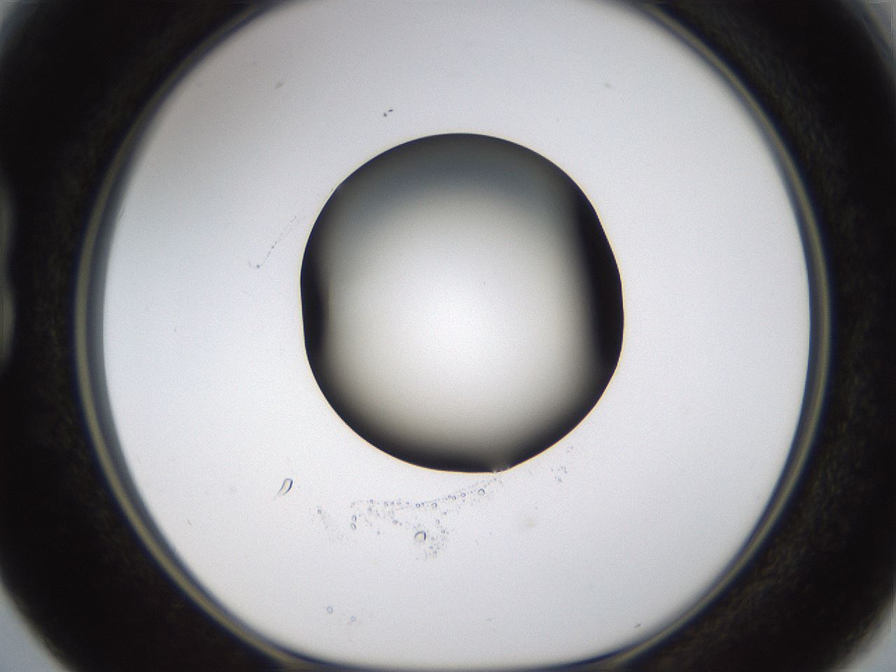 folderID593_plateID1593_batchID6726_wellNum15_profileID1_d1_r105616_ef.jpg
