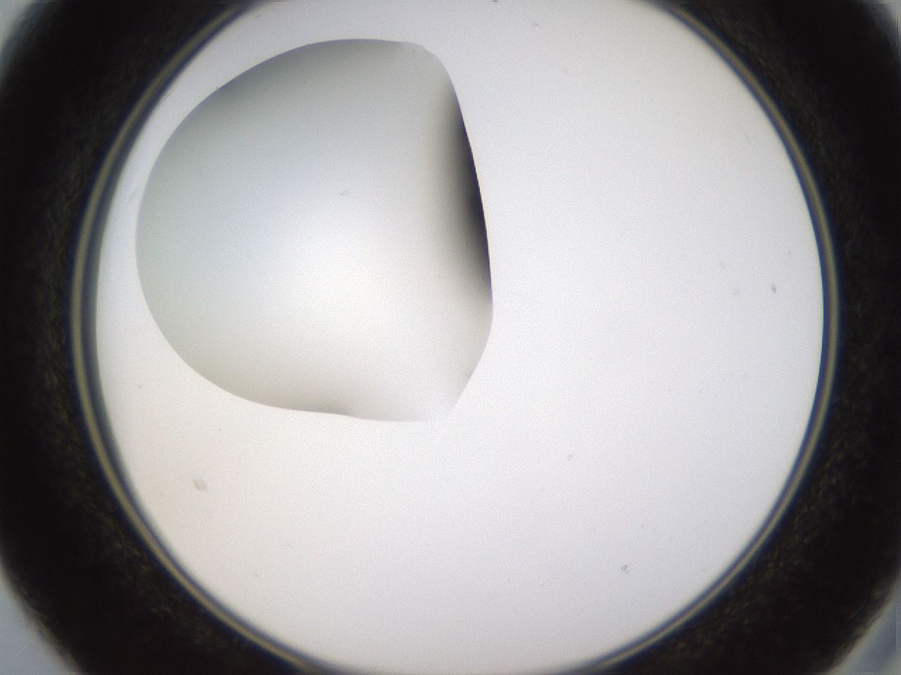folderID593_plateID1593_batchID6726_wellNum15_profileID1_d2_r105617_ef.jpg