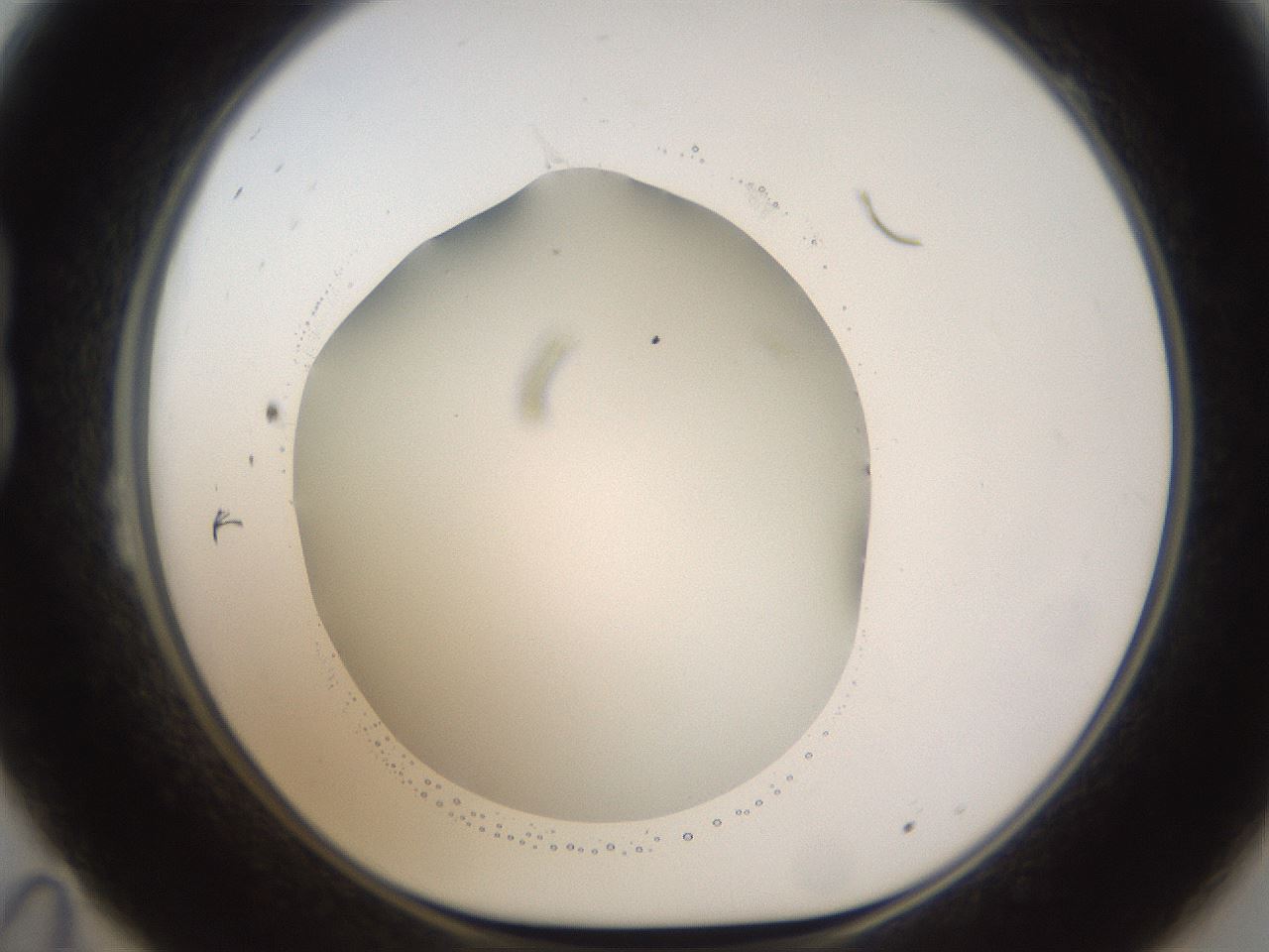 folderID593_plateID1593_batchID6726_wellNum23_profileID1_d1_r105632_ef.jpg