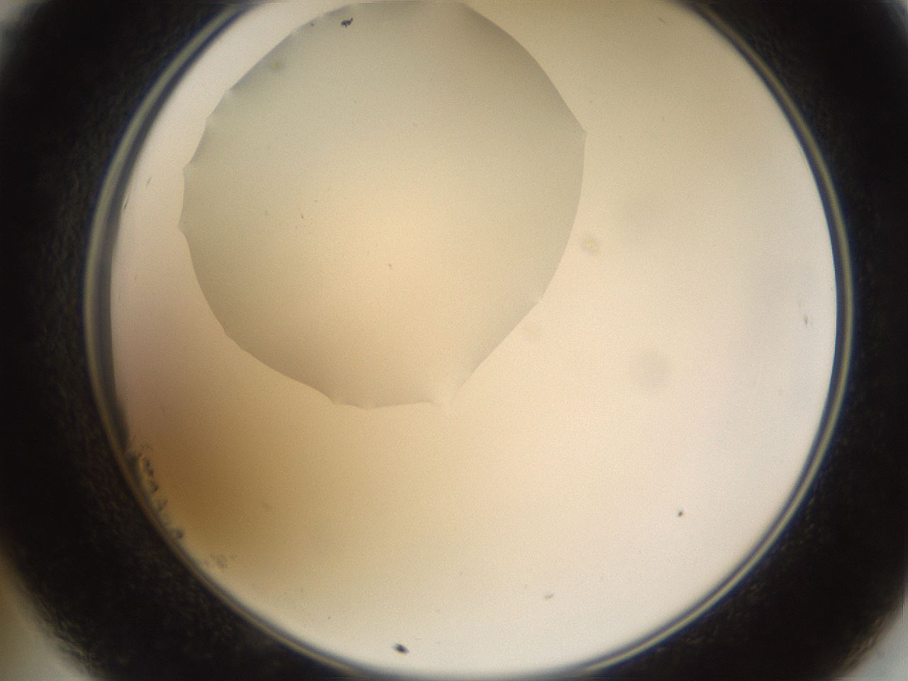 folderID593_plateID1593_batchID6726_wellNum23_profileID1_d2_r105633_ef.jpg