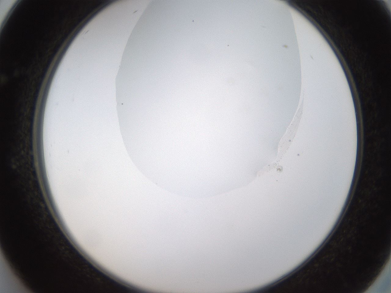 folderID593_plateID1593_batchID6726_wellNum26_profileID1_d2_r105639_ef.jpg