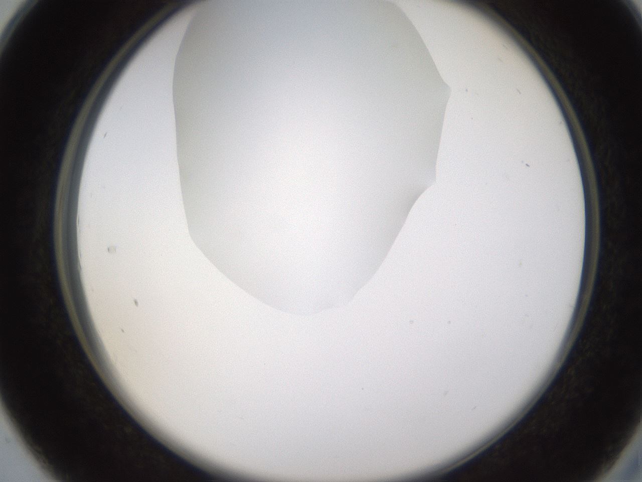 folderID593_plateID1593_batchID6726_wellNum28_profileID1_d2_r105643_ef.jpg