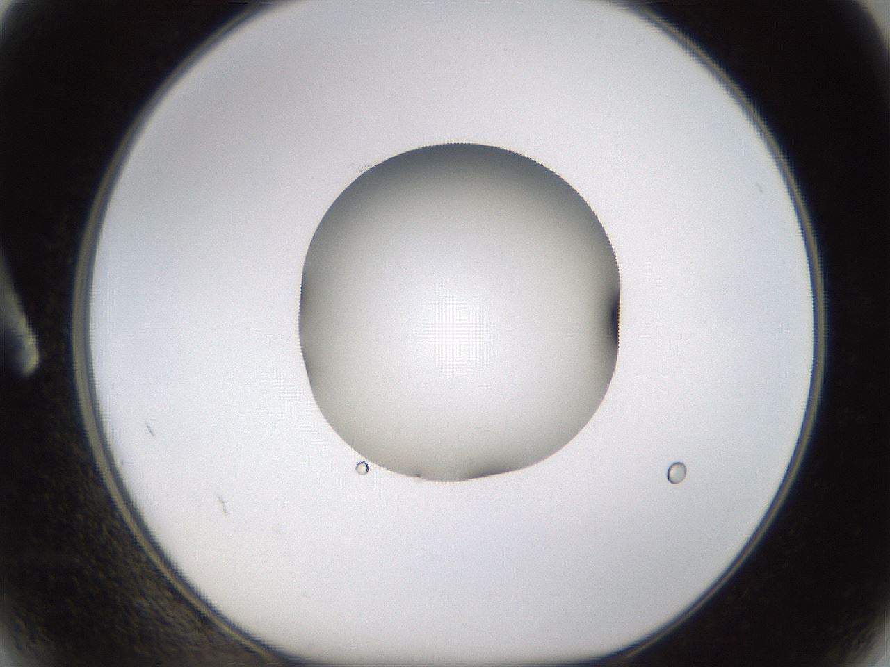 folderID593_plateID1593_batchID6726_wellNum2_profileID1_d1_r105590_ef.jpg