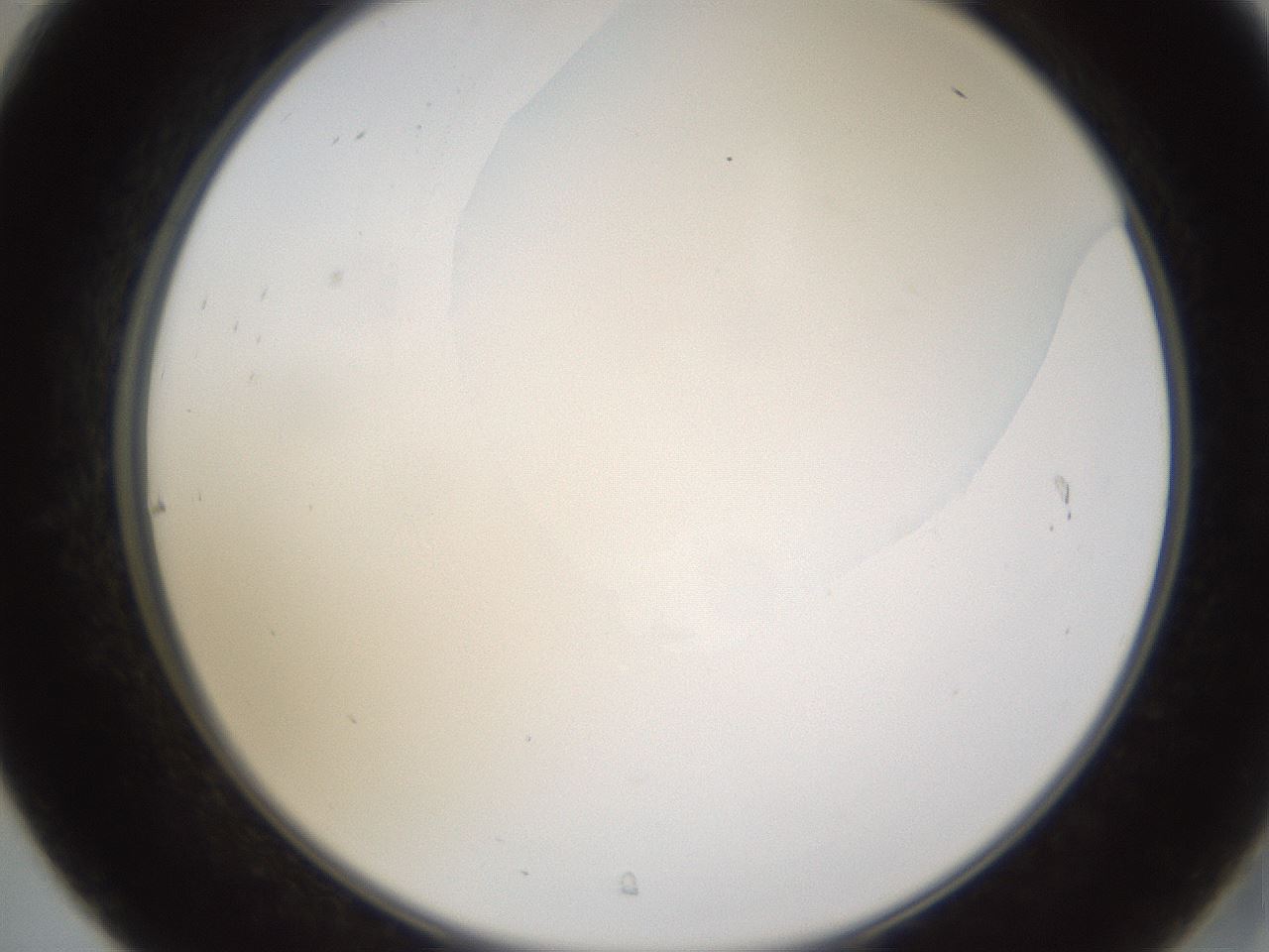 folderID593_plateID1593_batchID6726_wellNum31_profileID1_d2_r105649_ef.jpg