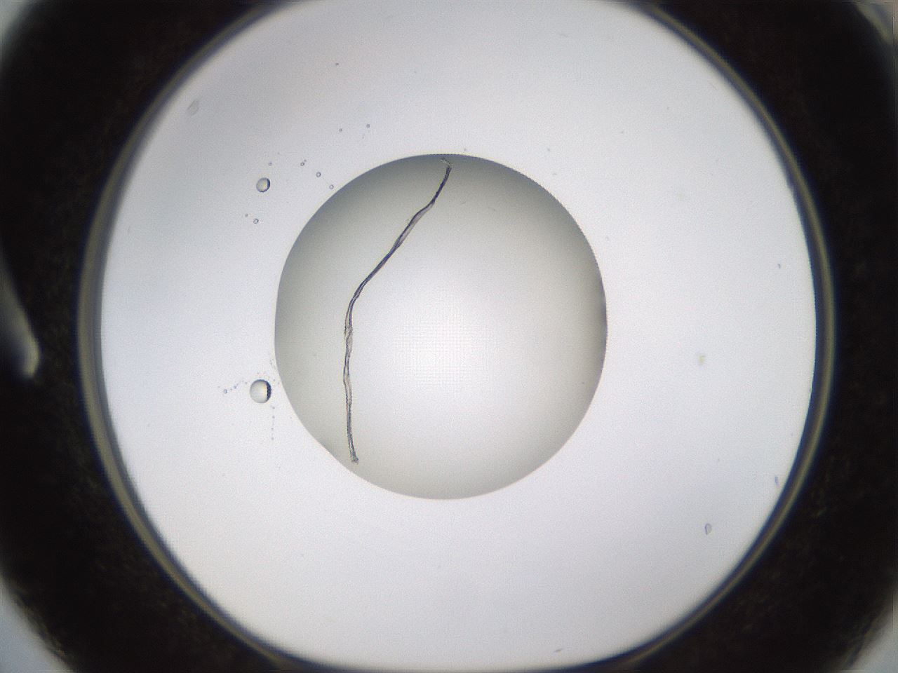 folderID593_plateID1593_batchID6726_wellNum3_profileID1_d1_r105592_ef.jpg