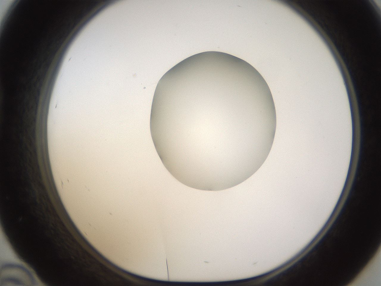 folderID593_plateID1593_batchID6726_wellNum46_profileID1_d1_r105678_ef.jpg