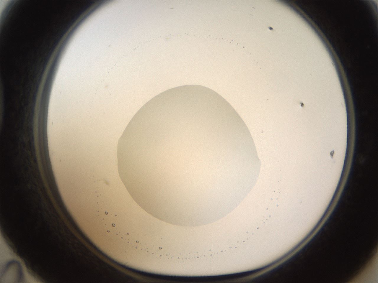 folderID593_plateID1593_batchID6726_wellNum47_profileID1_d1_r105680_ef.jpg