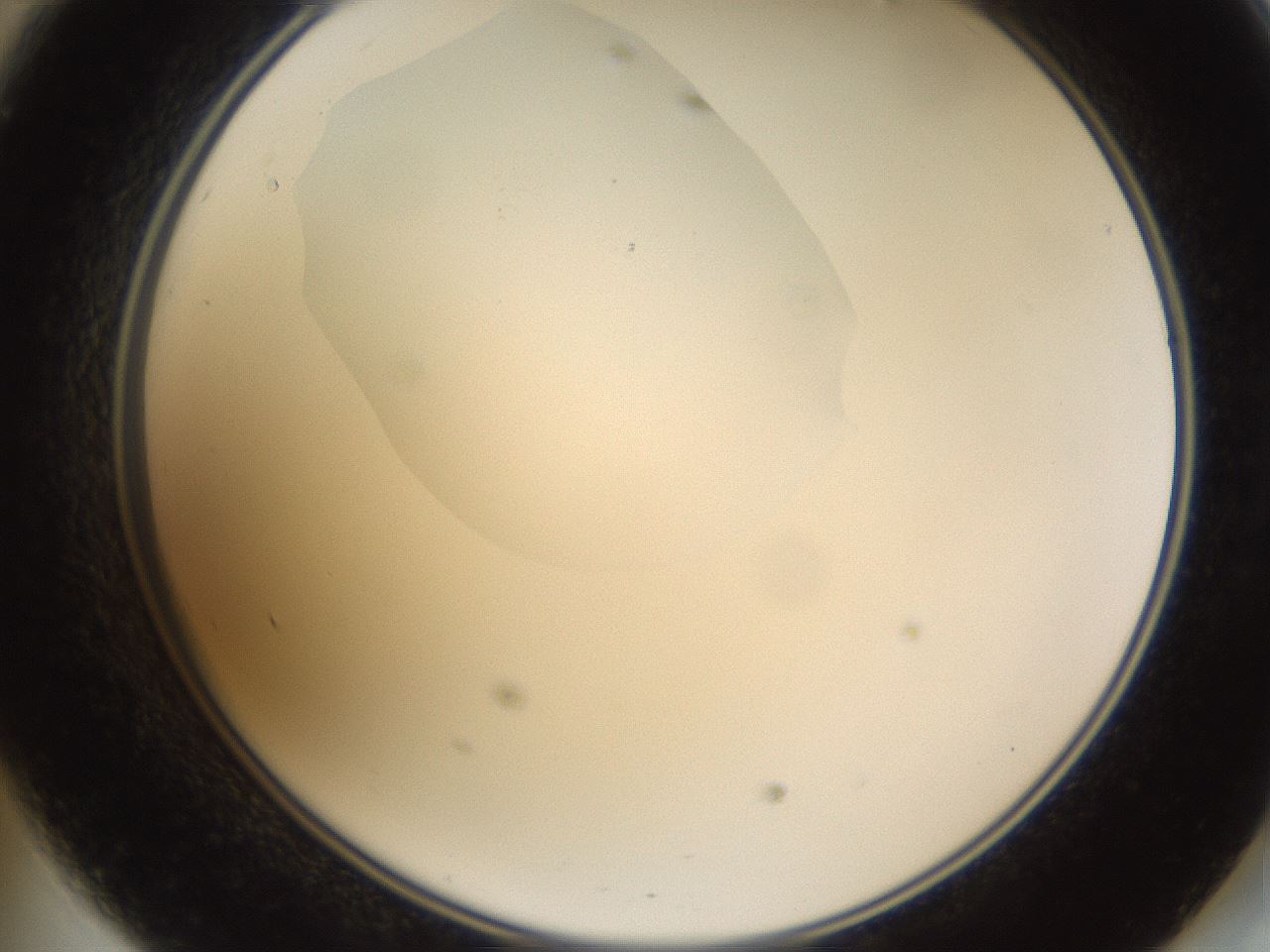 folderID593_plateID1593_batchID6726_wellNum47_profileID1_d2_r105681_ef.jpg