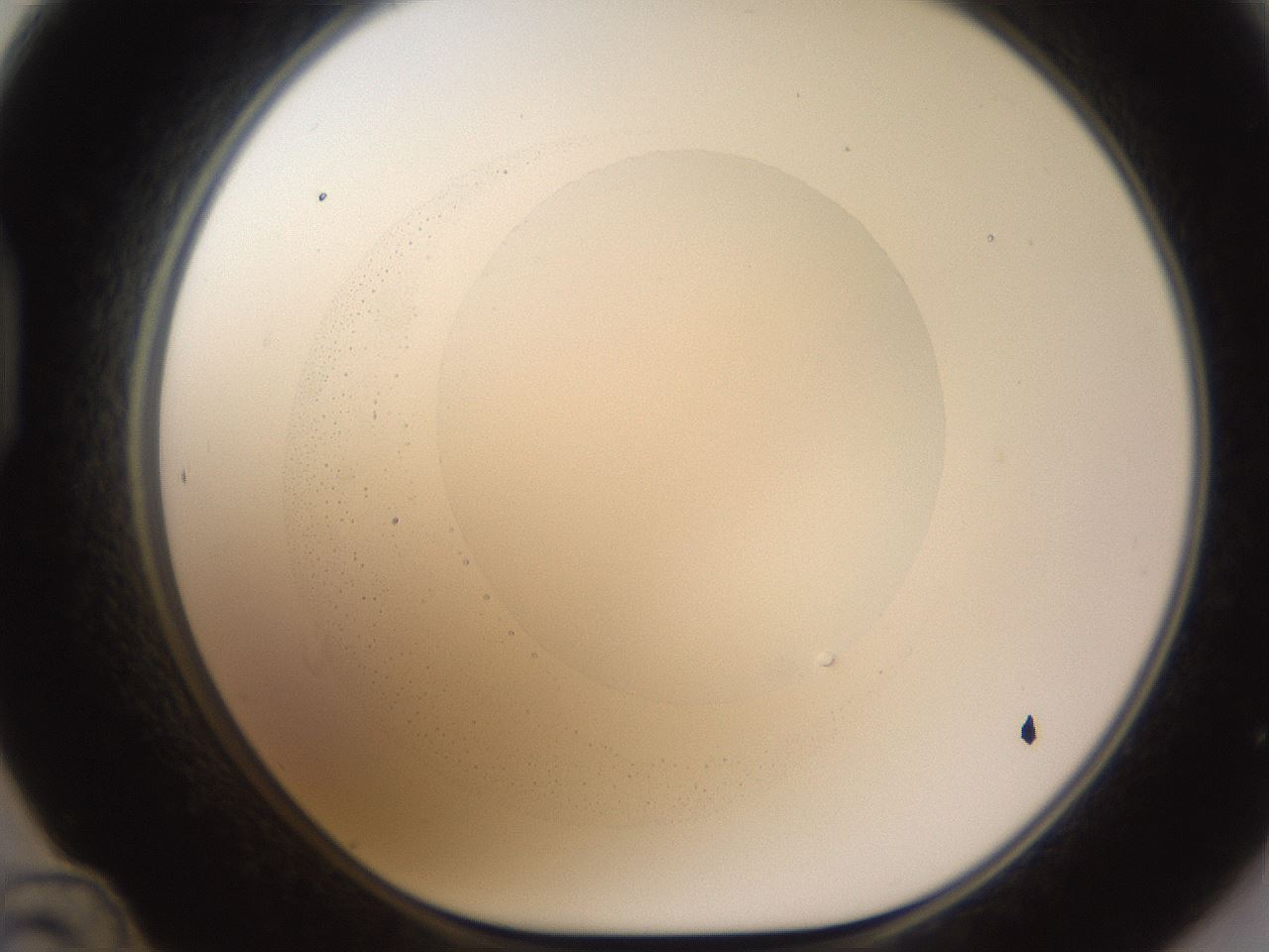 folderID593_plateID1593_batchID6726_wellNum48_profileID1_d1_r105682_ef.jpg