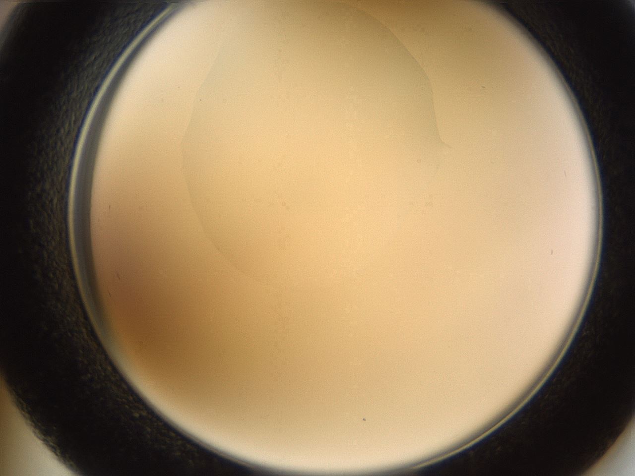 folderID593_plateID1593_batchID6726_wellNum48_profileID1_d2_r105683_ef.jpg