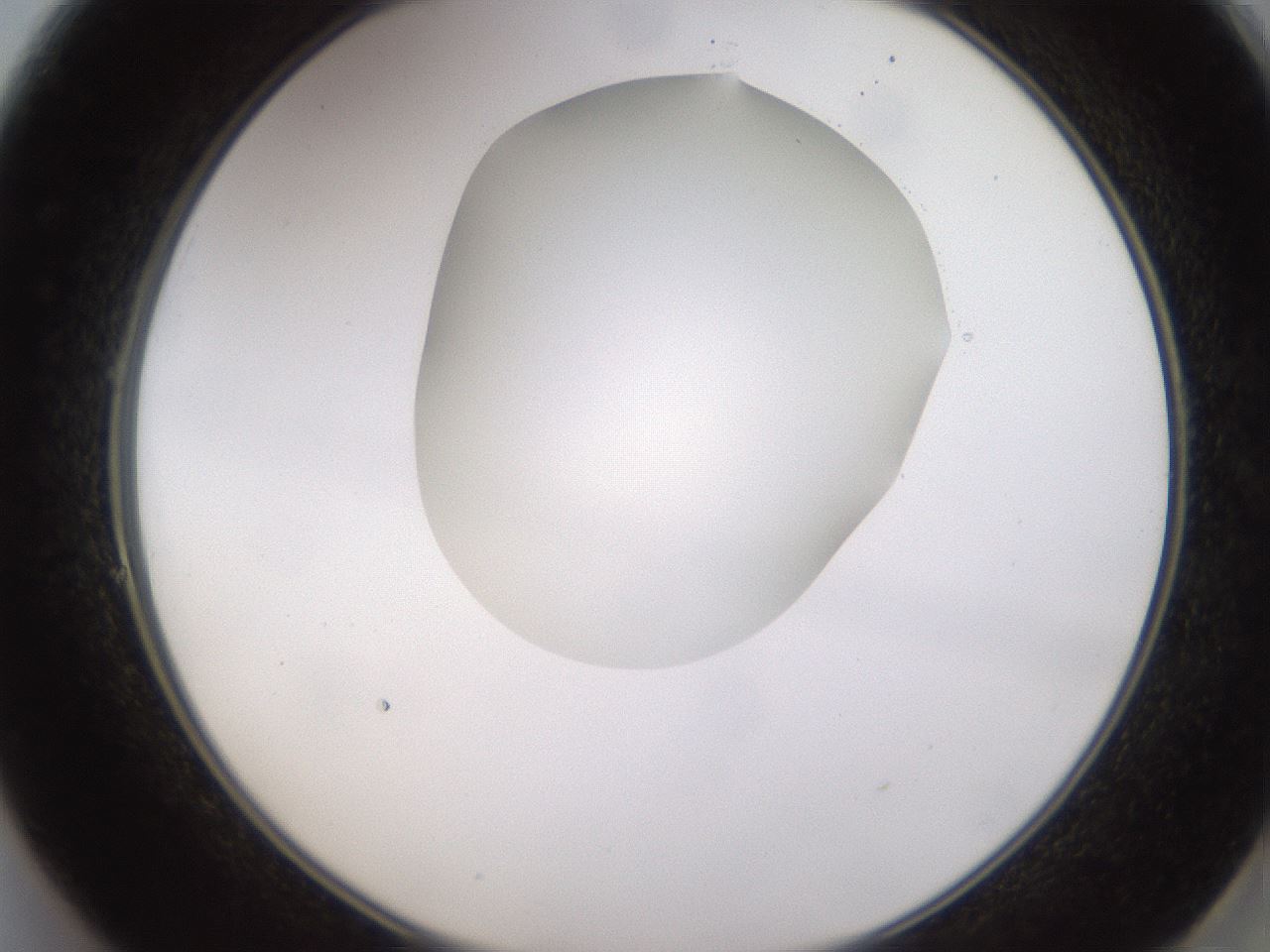 folderID593_plateID1593_batchID6726_wellNum49_profileID1_d2_r105685_ef.jpg