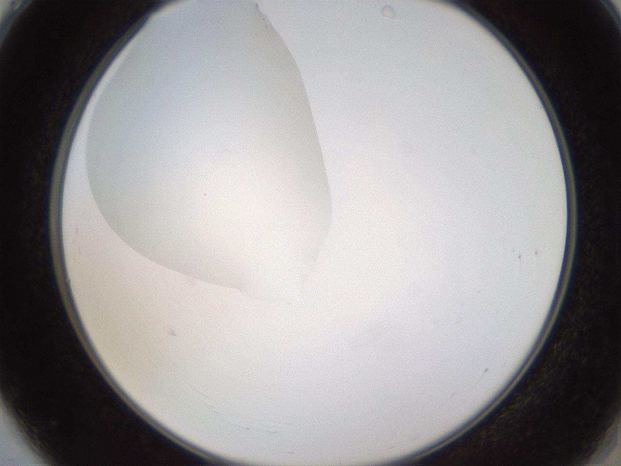 folderID593_plateID1593_batchID6726_wellNum4_profileID1_d2_r105595_ef.jpg