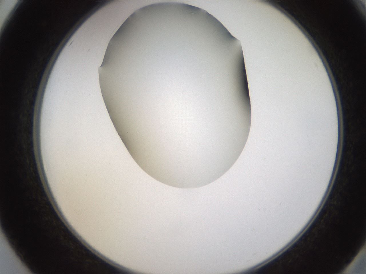 folderID593_plateID1593_batchID6726_wellNum50_profileID1_d2_r105687_ef.jpg