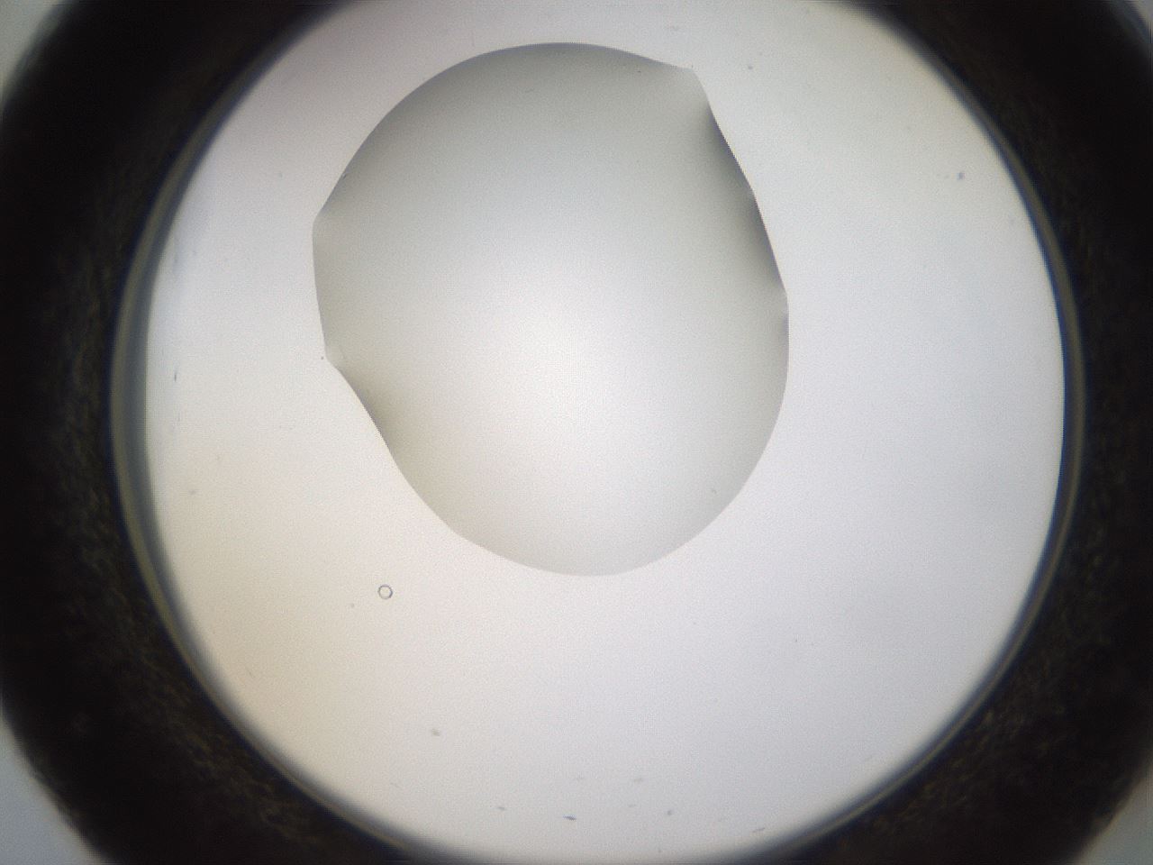 folderID593_plateID1593_batchID6726_wellNum51_profileID1_d2_r105689_ef.jpg