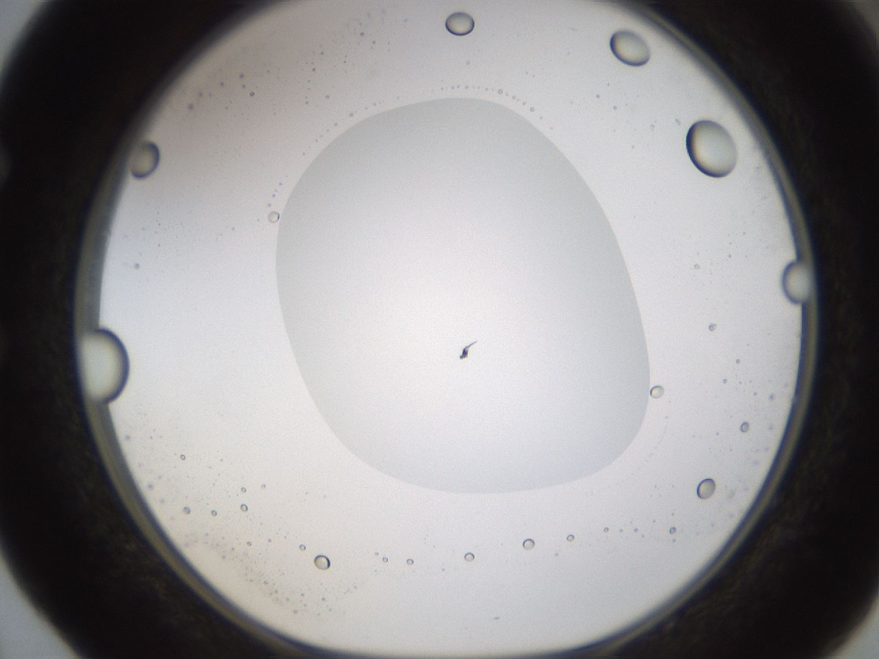 folderID593_plateID1593_batchID6726_wellNum52_profileID1_d1_r105690_ef.jpg