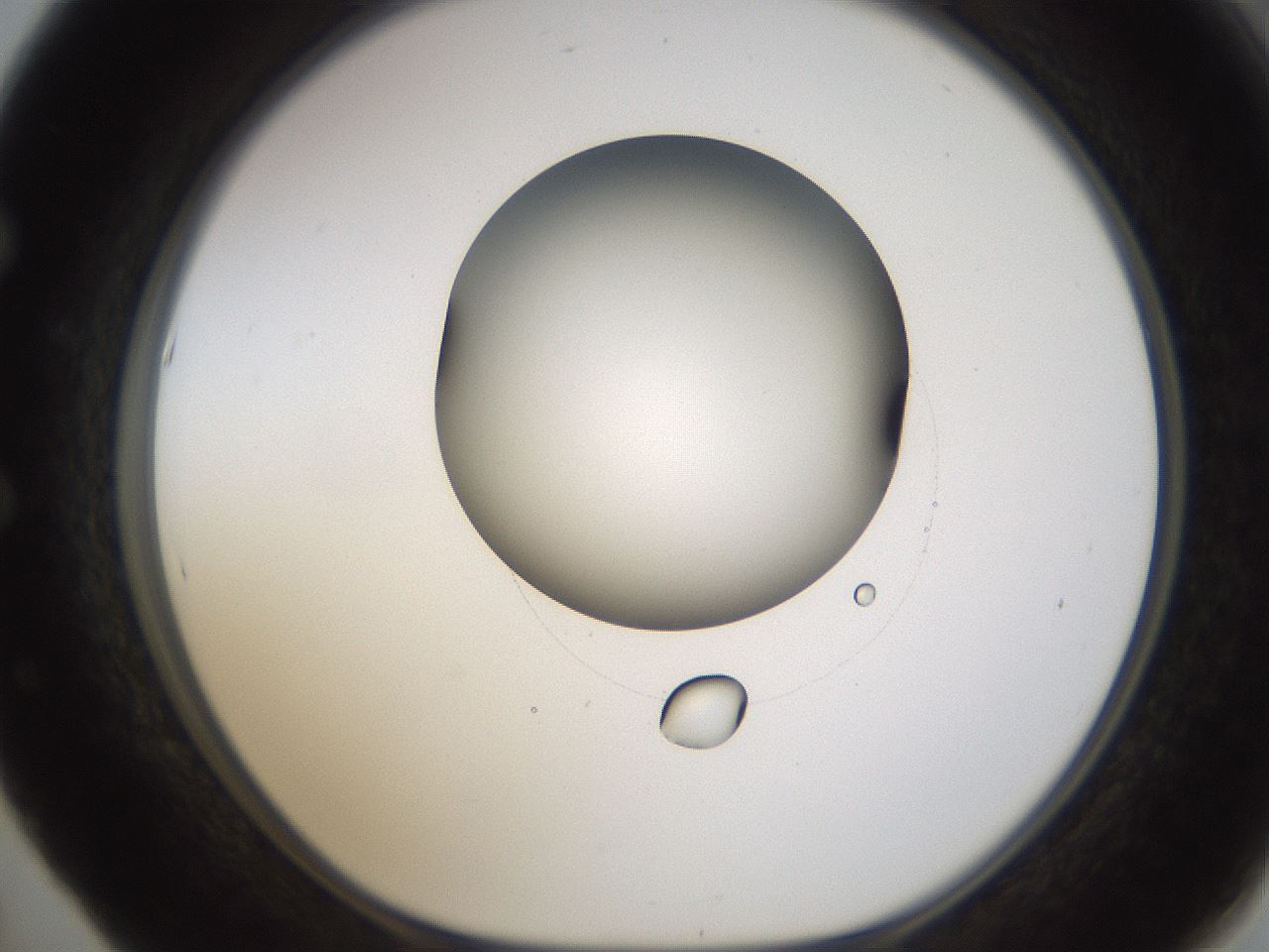 folderID593_plateID1593_batchID6726_wellNum53_profileID1_d1_r105692_ef.jpg
