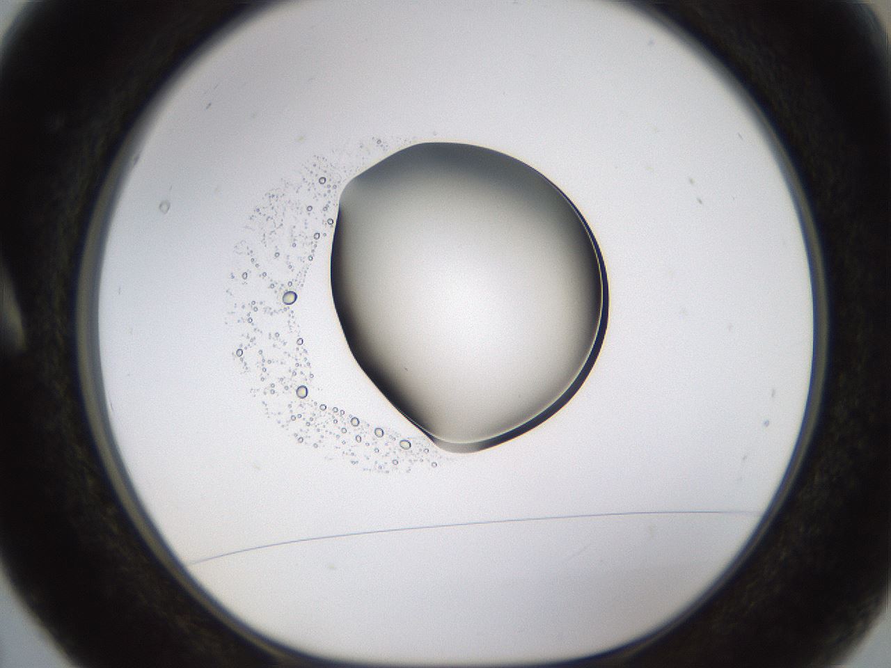 folderID593_plateID1593_batchID6726_wellNum5_profileID1_d1_r105596_ef.jpg