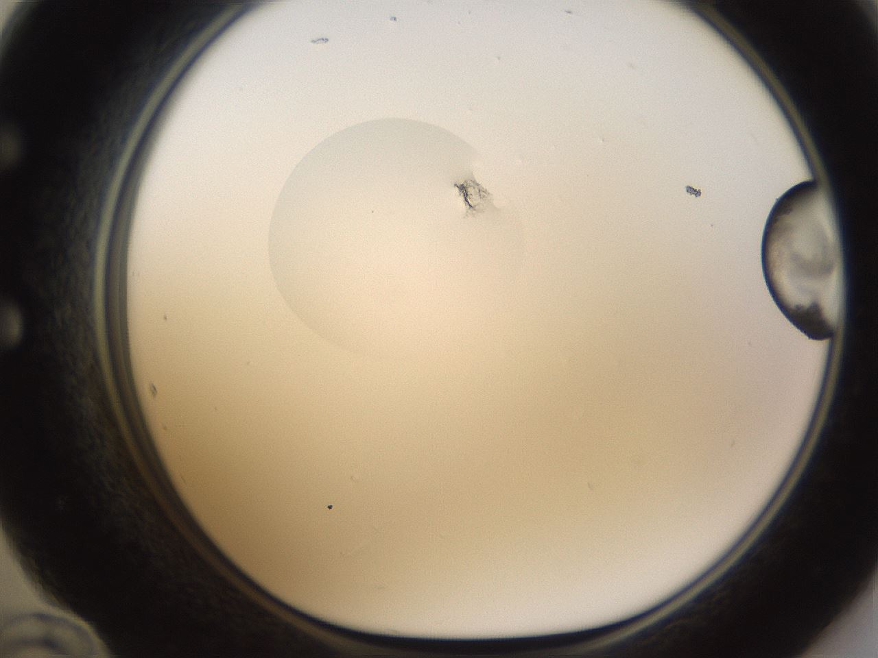 folderID593_plateID1593_batchID6726_wellNum60_profileID1_d1_r105706_ef.jpg