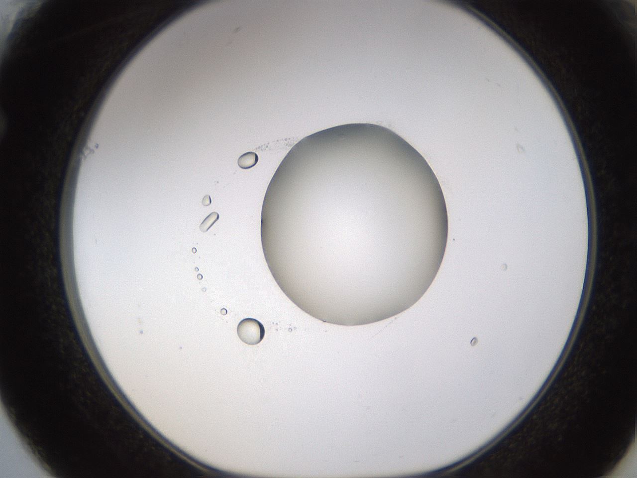 folderID593_plateID1593_batchID6726_wellNum61_profileID1_d1_r105708_ef.jpg