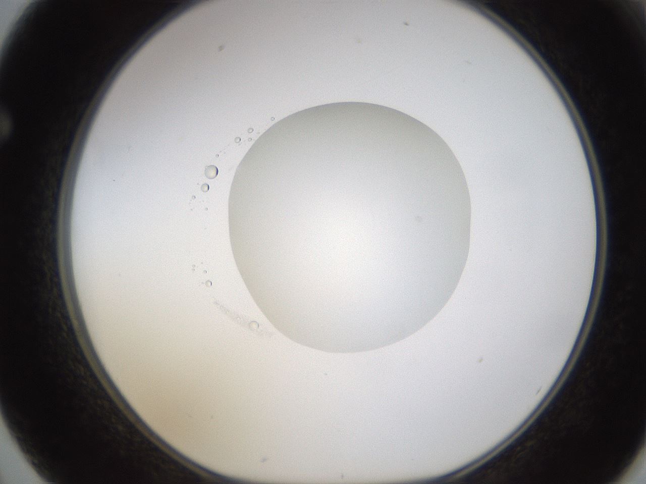 folderID593_plateID1593_batchID6726_wellNum62_profileID1_d1_r105710_ef.jpg