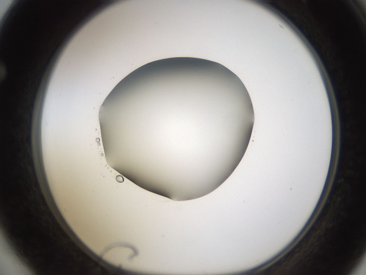 folderID593_plateID1593_batchID6726_wellNum64_profileID1_d1_r105714_ef.jpg