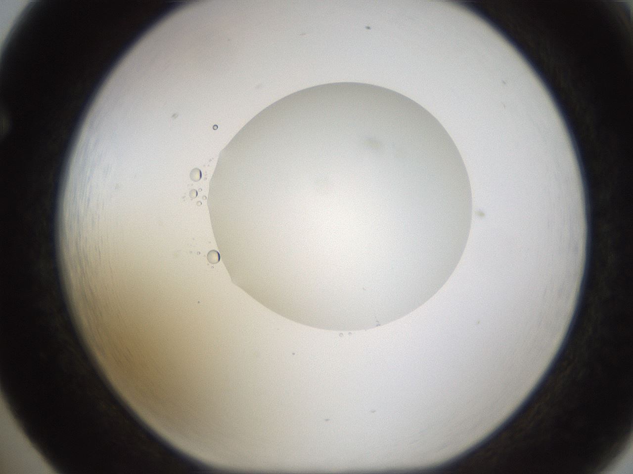 folderID593_plateID1593_batchID6726_wellNum65_profileID1_d1_r105716_ef.jpg
