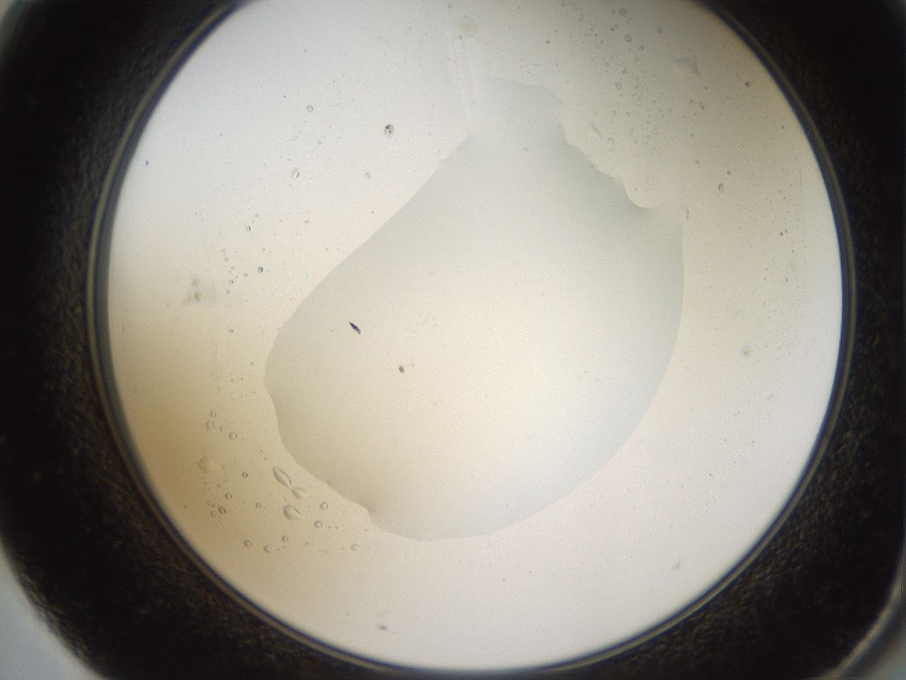 folderID593_plateID1593_batchID6726_wellNum71_profileID1_d2_r105729_ef.jpg